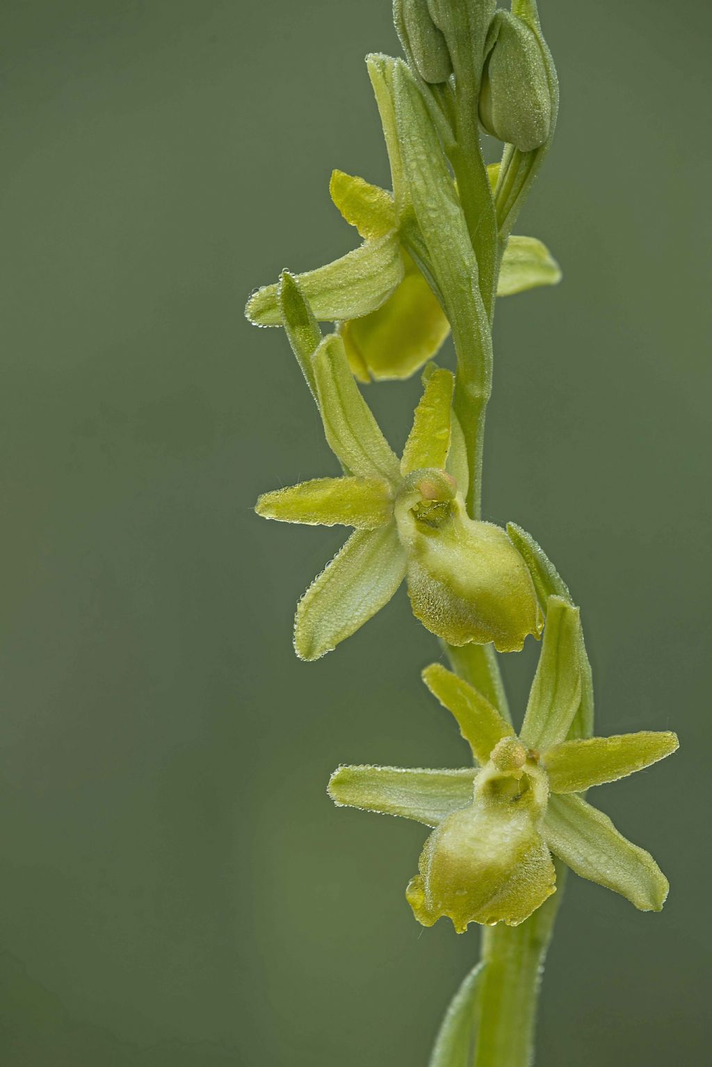 Identificazione orchidea